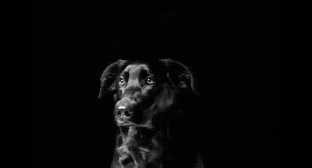 Black Dog - Video installation - Mari Kretz